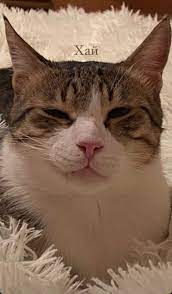 pin ot polzovatelya katosik na doske koti bloggerskij stil yutubery