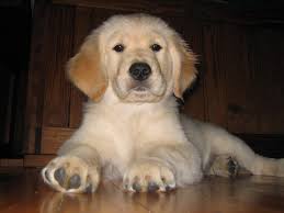 Classic golden retriever puppies are a great choice for their loyal, caring dispositions and excellent training and service abilities. Delaware State Dog Golden Retriever