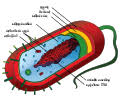 Maybe you would like to learn more about one of these? Category Biological Diagrams In Tamil Wikimedia Commons