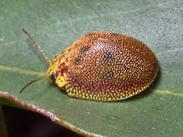 Image result for Paropsia braunii