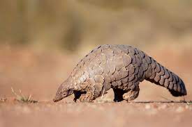 Africa S Endangered Species By The Numbers Thomson Safaris