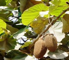 Image result for Pterospermum acerifolium