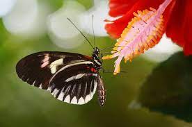 While most butterflies prefer nectar from flowers, there are some butterflies that prefer nectaring from rotting fruit. Plants That Attract Butterflies The Best Plants For Butterflies The Old Farmer S Almanac