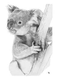 27+ kleurplaat dieren moeilijk koala. 16 Ideeen Over Koala Beer Tekenen Dieren Tekenen Koala