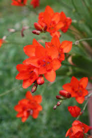 Image result for Tritonia