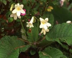 Image result for Streptocarpus umtaliensis