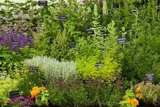 Plant Heritage Autumn Plant Fair