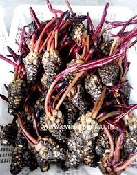 Photos Of Thai Water Lily Cleansing Ready For Shipment Packing Lily Bulbs Water Lily Lily