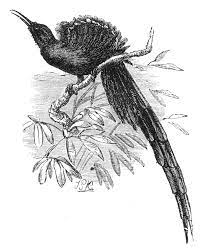 Burung cendrawasih adalah salah satu jenis burung yang paling ikonik yang berasal dari maluku dan papua. Gambar Burung Cendrawasih Hitam Putih Gambar Burung Wallpaper