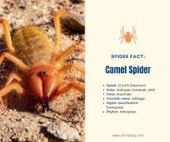 What does a camel spider bite look like? 13 Natural Predators That Eat Spiders Animals Hq