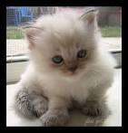 Hypoallergenic Cats | Hypoallergenic Cat Breeds | Get the ...