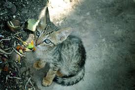 One of the oldest cat breeds, it takes its name from its place of origin: 10 Popular Cat Breeds In India Humancatch