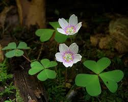 Image result for Oxalis obliquifolia