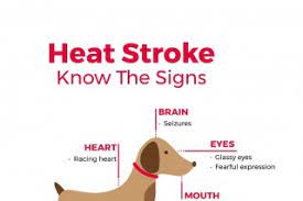 What Is Heat Stroke In Dogs Overheating Symptoms Treatment
