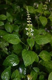 Image result for Orthosiphon thymiflorus