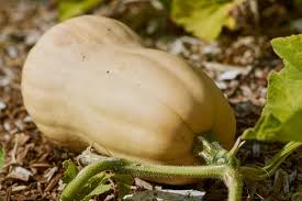 When is the right time to harvest butternut squash? A Growing Guide For Delicious Butternut Winter Squash Ready Gardens By Ready Nutrition