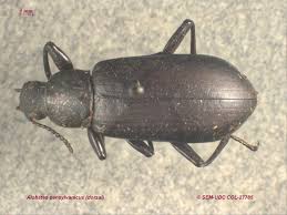 Image result for Stenostelma capense