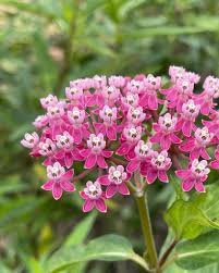 Image result for Asclepias schumanniana
