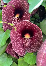 Image result for Aristolochia littoralis