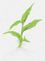 Image result for Floscopa sp.no.1