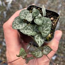 Image result for Ceropegia crassifolia