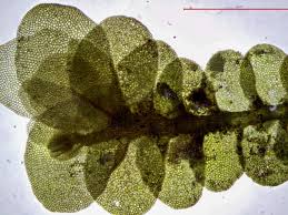 Image result for Barleria mackenii