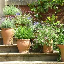 Aber lass dich nicht entmutigen,. Mediterrane Pflanzen Diese Gedeihen Besonders Gut Auf Dem Balkon Oder Im Garten Utopia De