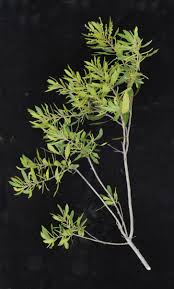 Image result for Myricaceae