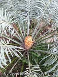 Image result for Cycas thouarsii