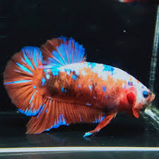 Galaxy space v1.1.4 (by blesse ntumble) extra planets v1.7.0 (by. Cod Ikan Cupang Hias Nemo Galaxy Lazada Indonesia