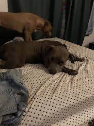 Family pet hospital's experienced veterinary doctors and technicians provide quality service for all your animal needs. American Veterinary Hospital 38 Photos 71 Reviews Veterinarians 8106 Kelley Dr Stockton Ca Phone Number