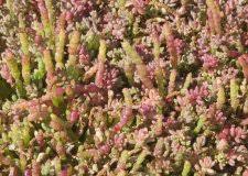 Image result for Halosarcia indica