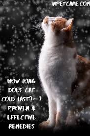My cat has the flu! Ultimate Remedies For Cat Cold Treat Cat Snuffles Cat Cold Cat Medicine Cats