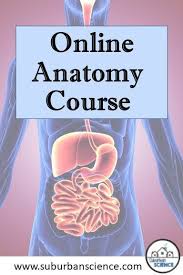 The worksheet (google doc version) that goes with this lab involves multiple trials and calculation of an average. High School Anatomy And Physiology Course Biology Lessons Biology Worksheet High School Biology Lessons