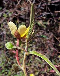Image result for Ludwigia octovalvis