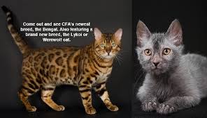 You'll be working with very limited. Twin Cities Cat Fanciers Cat Show Feline Rescue Inc