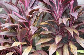 The plant's evergreen leaves boast contrasting pink margins when the rising sun, called ti plant in hawaii, reaches maturity. Ti Plant Care Growing Guide