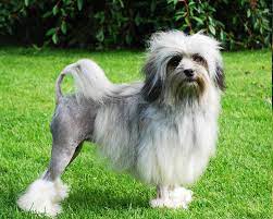 Лоучен (Lowchen) - это бесстрашная, находчивая и смелая порода собак. Фото,  описание, цены и отзывы.
