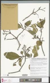 Image result for Petersianthus macrocarpus