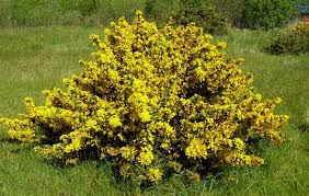 Image result for Ulex