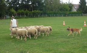 Accueil - La Bergerie Des Bons Soins - eleveur de chiens Berger Belge  Malinois et Welsh Corgi Cardigan