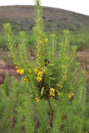 Image result for Athrixia phylicoides