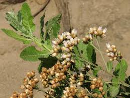 Image result for Laggera crispata
