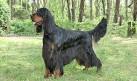 Gordon Setter Puppies For Sale - AKC PuppyFinder
