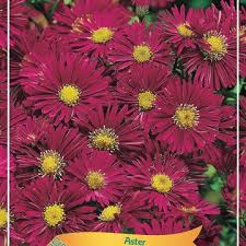 Image result for Asters `Jenny