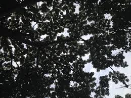 Image result for Musanga leo-errerae