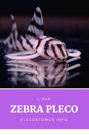 Pin On Plecos