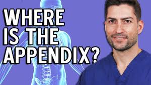 The vermiform appendix hangs from the caecum. Where Is The Appendix Located In The Body Youtube
