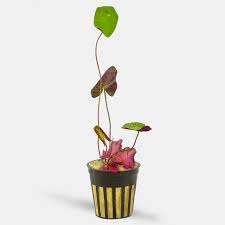 Image result for Nymphaea lotus