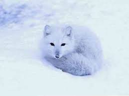 Cara mengetahui arti unsur dan elemen dalam shio. 10 Haiwan Tundra Dan Ciri Ciri Mereka Biologi Thpanorama Buat Diri Anda Lebih Baik Hari Ini